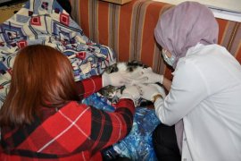 Doğum sancısı çeken kedi doktorlardan yardım istedi