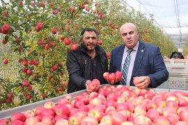 Karaman'da Mevsimin Son Elma Hasadı Yapıldı