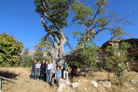 Ermenek'te 700 yaşındaki Ceviz ağacı koruma altına alınıyor