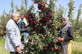 Karaman’da elma hasadı başladı