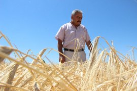 Kazanamayan Çiftci, Buğday Ekimini Bırakıyor