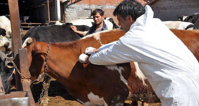 A-Nepal virüslü şap hastalığı nedeniyle Aksaray karantinaya alındı
